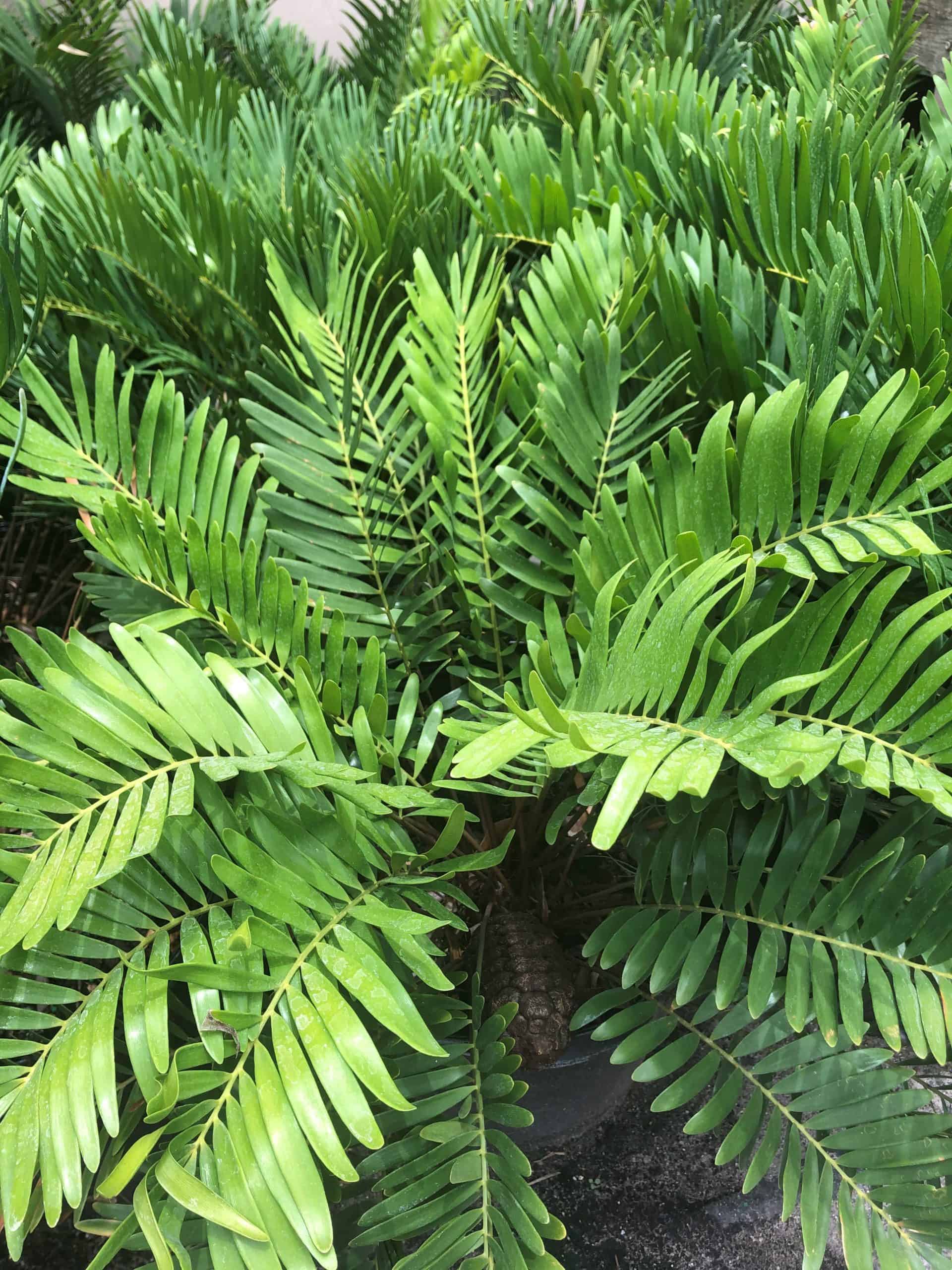 Coontie – Liberty Landscape Supply