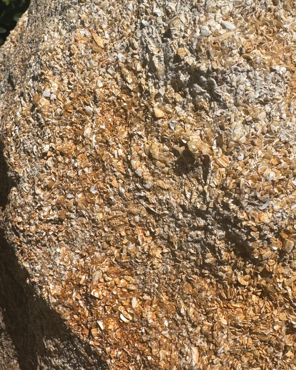 Close-up of a textured rock with shell surface 
