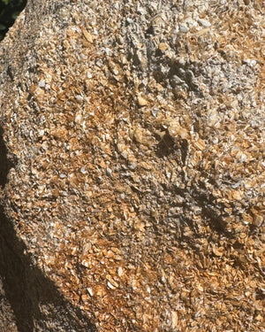 Close-up of a textured rock with shell surface 