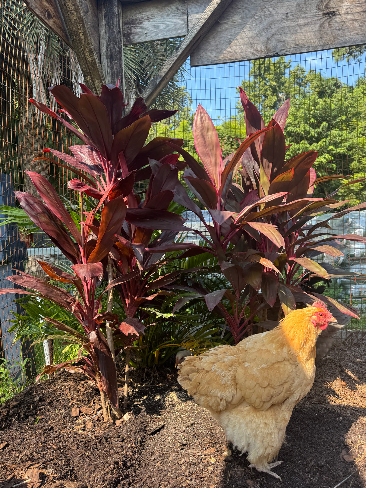 Chicken standing near a plant with a fence and trees in the background