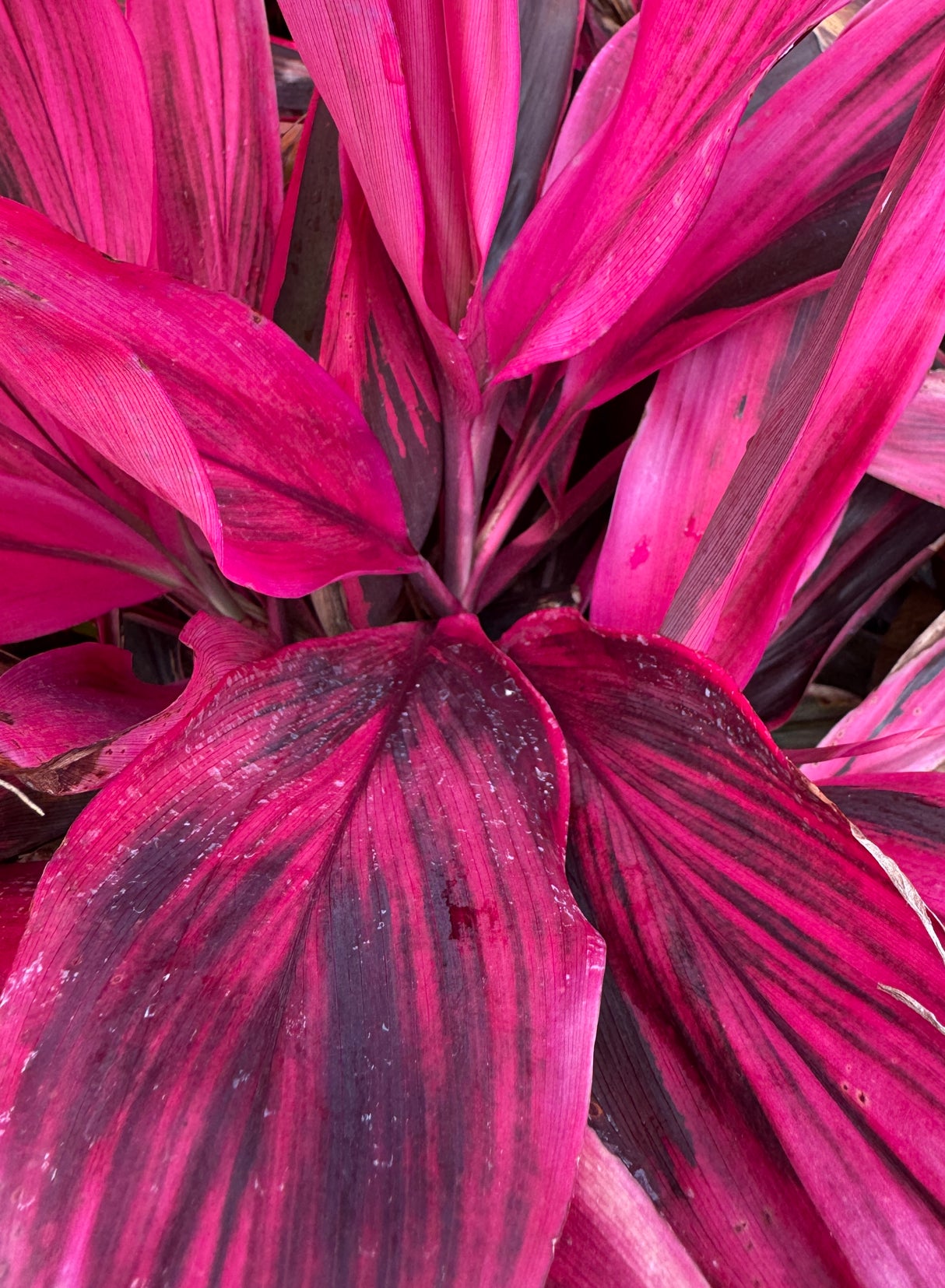 vibrant hot pink ti plant leaves