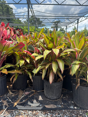 Cordyline plants in seven-gallon pots
