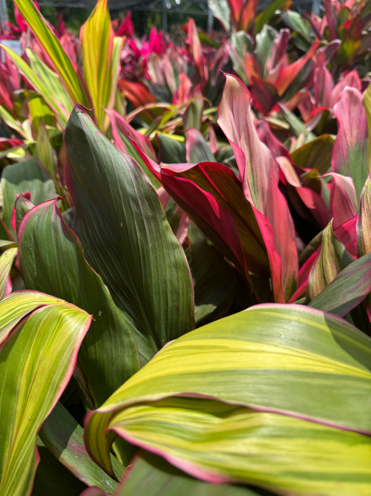multi-colored Cordyline plants