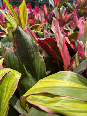 multi-colored Cordyline plants
