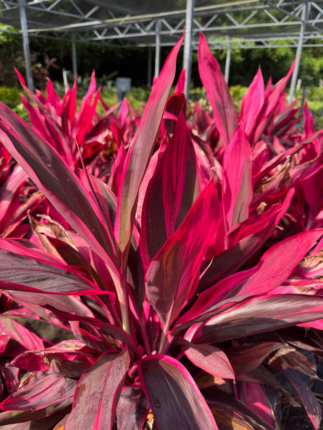bright pink ti plant at Liberty nursery 