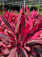 bright pink ti plant at Liberty nursery 