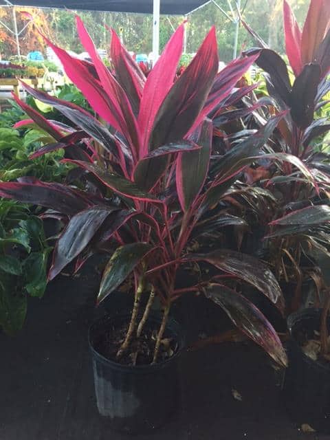healthy Cordyline plant in Liberty nursery 