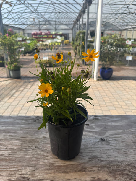 Potted plant with yellow flowers on a wooden surface in a greenhouse setting