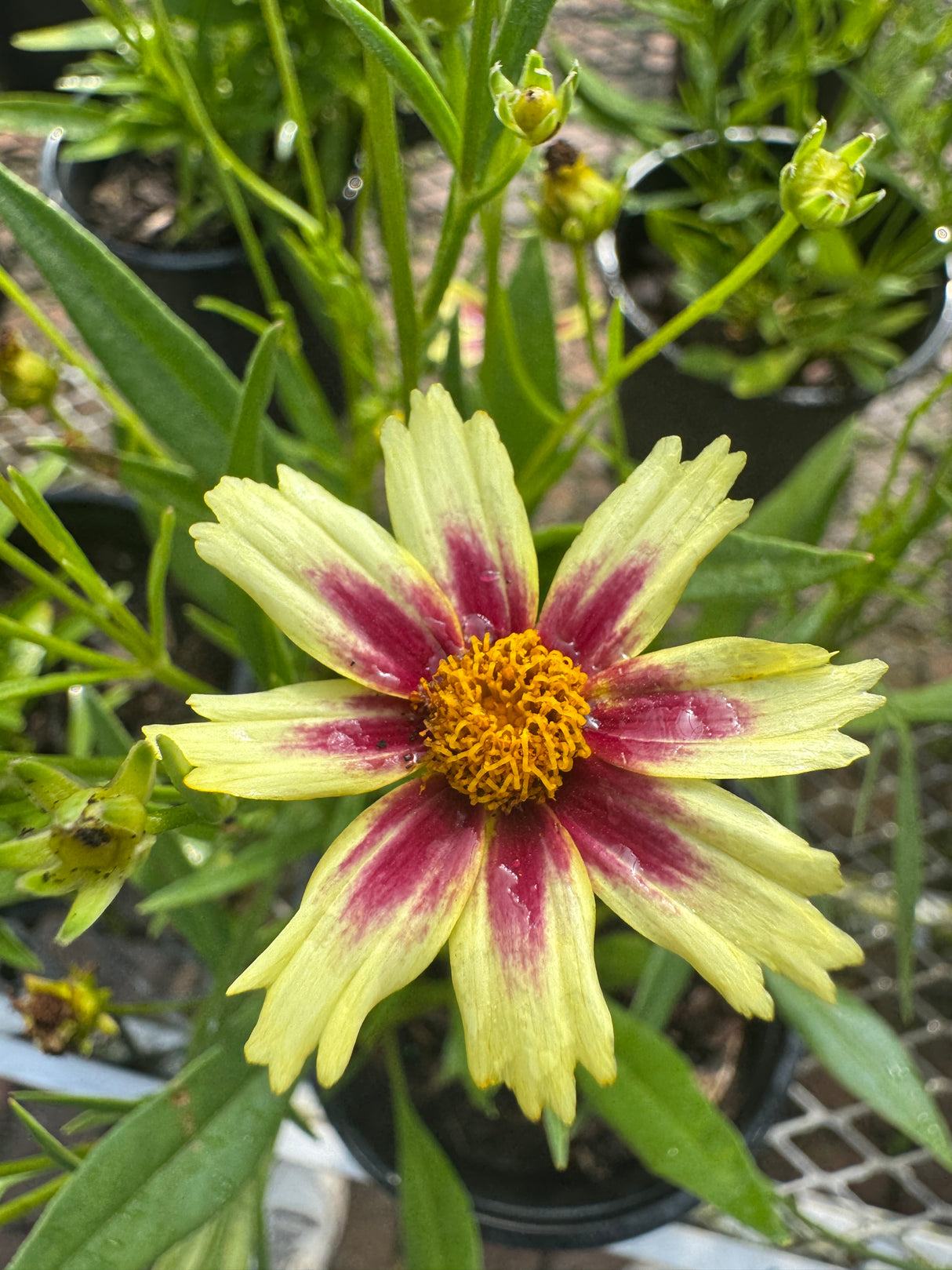 Yellow flower with red center surrounded by green leaves