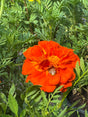 Close-up of an orange marigold flower with green leaves