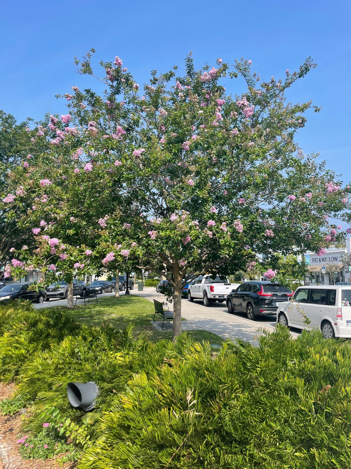 Crape Myrtle