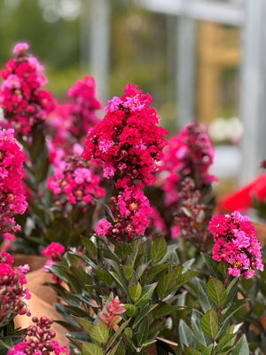 Crape Myrtle ~ Monrovia