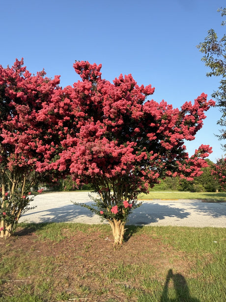 Crape Myrtle