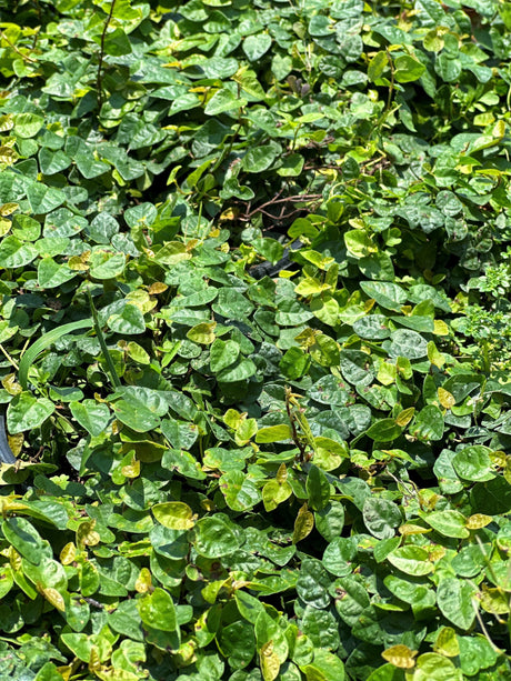 Creeping Fig