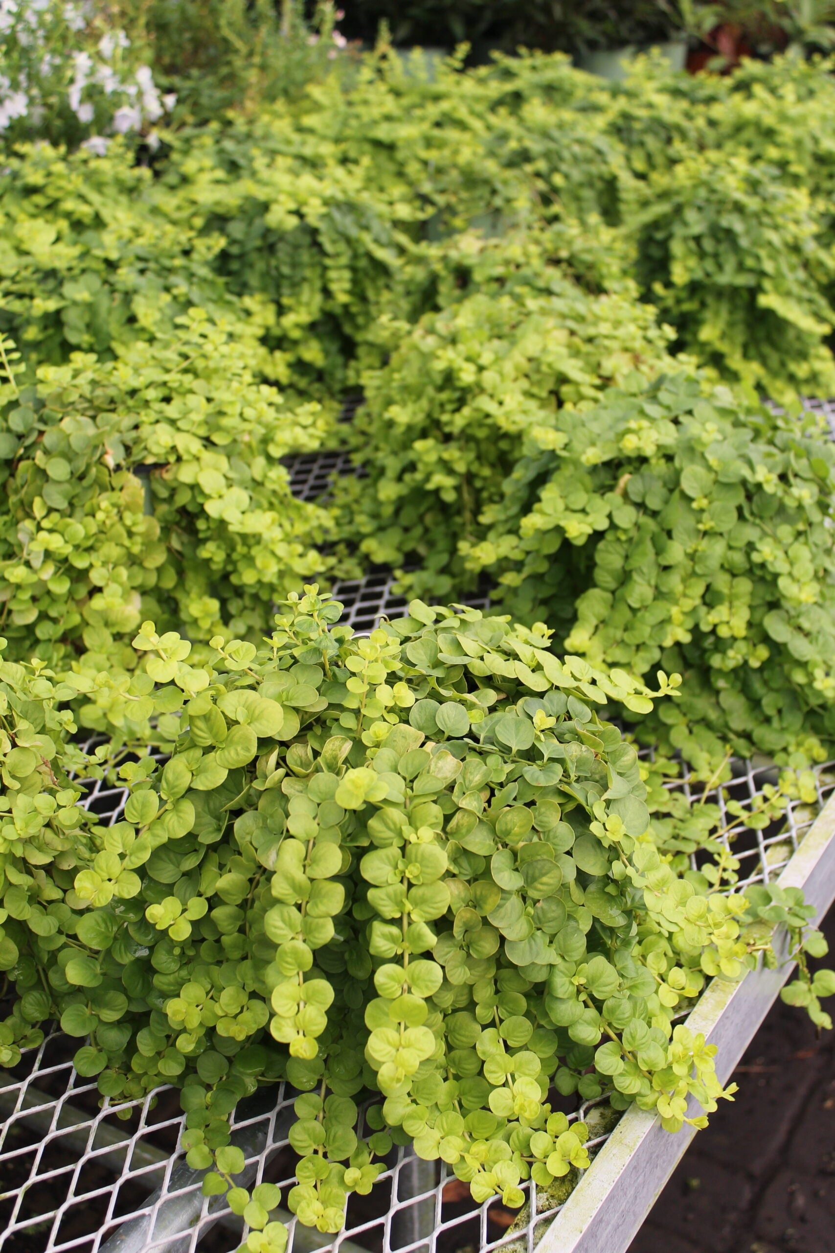 Creeping Jenny – Liberty Landscape Supply