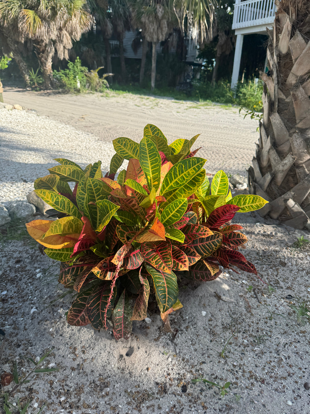 Croton
