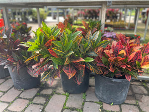 Croton