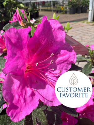 Encore Azalea