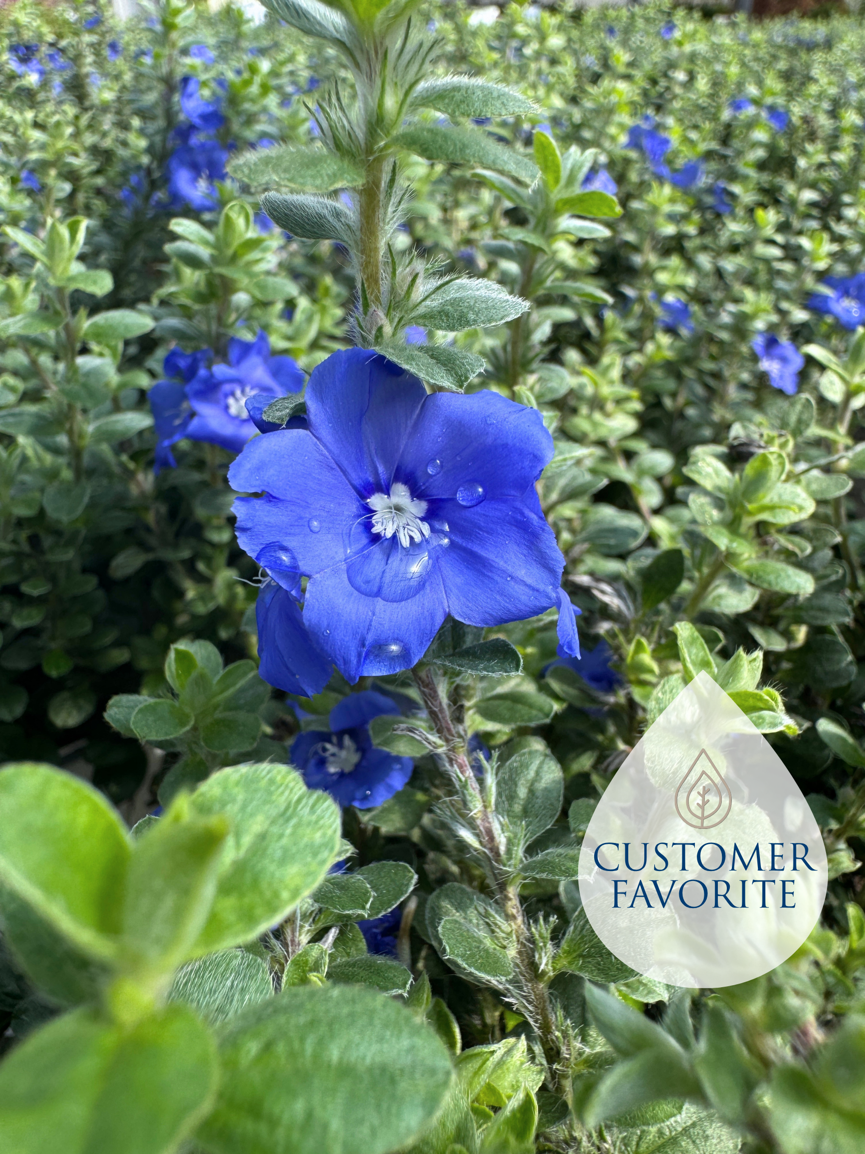 Blue Daze – Liberty Landscape Supply