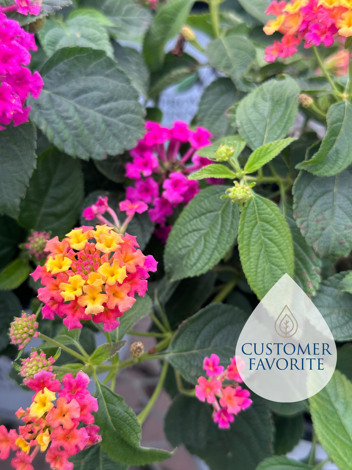 Lantana