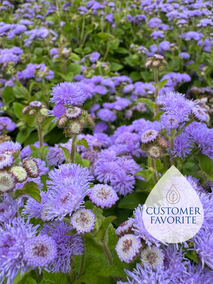Ageratum