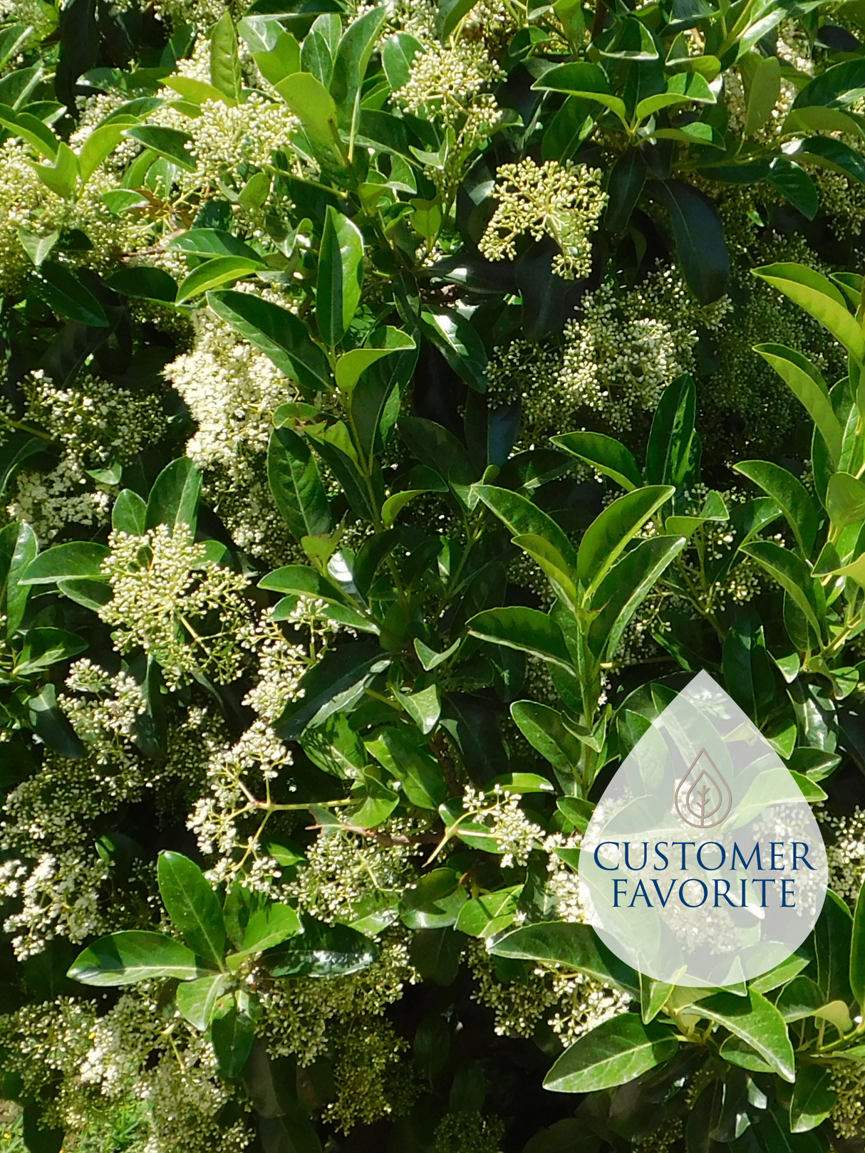 Sweet Viburnum