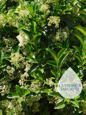 Sweet Viburnum