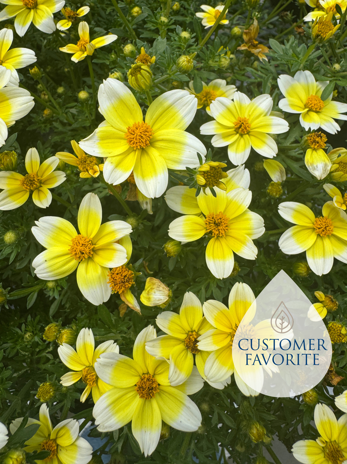 Bidens