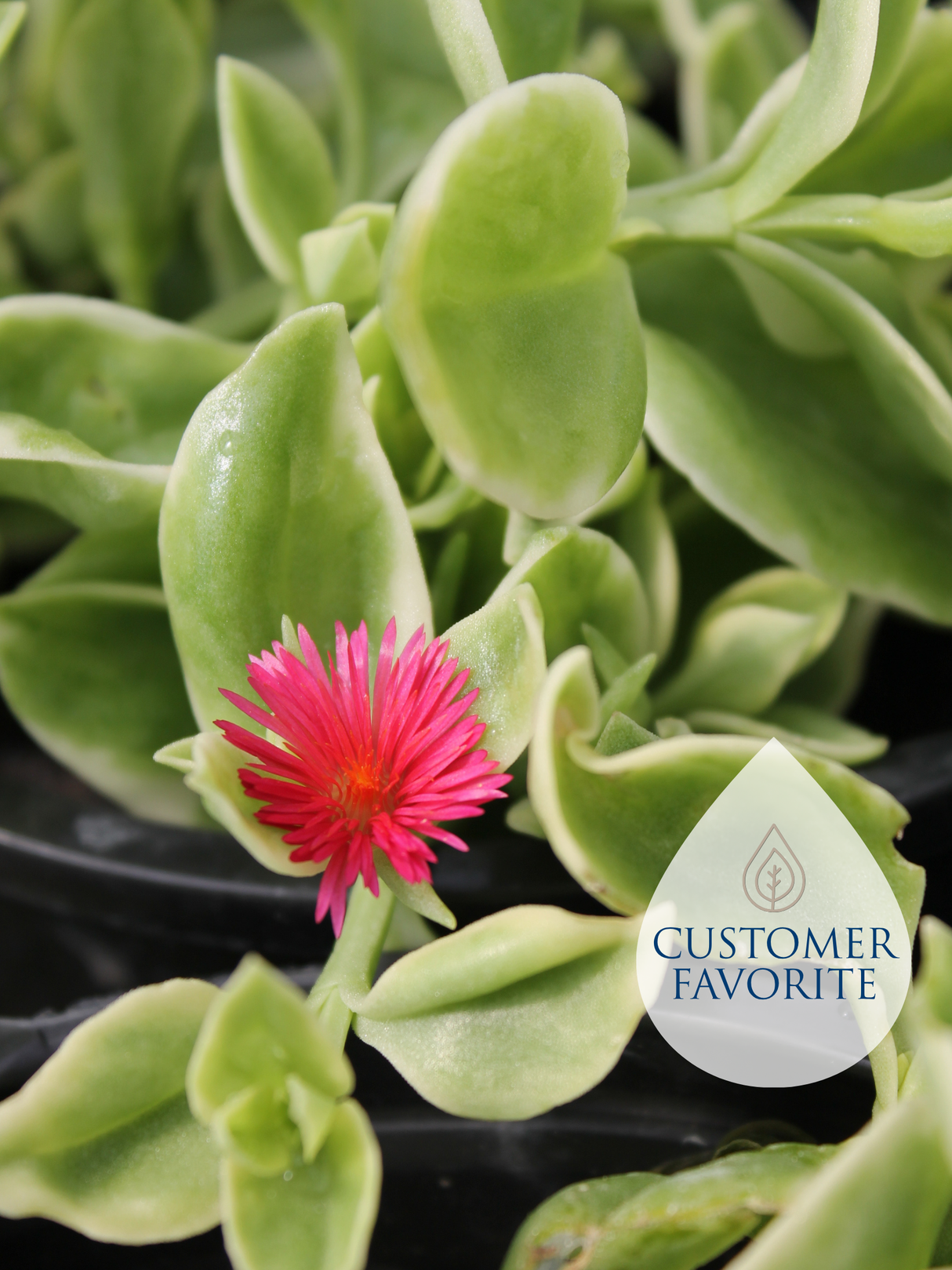 Aptenia Sunrose