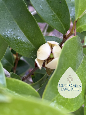 Michelia "Banana Shrub"
