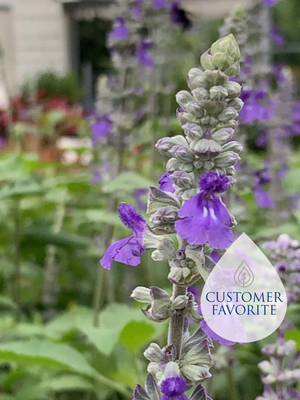 Salvia