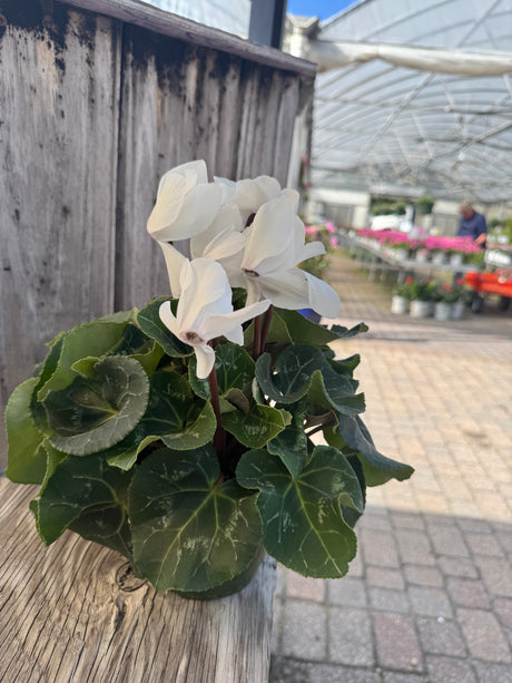Cyclamen