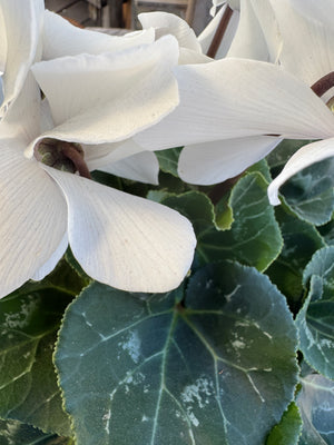 Cyclamen