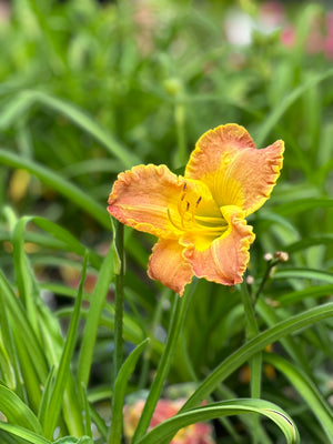 Daylily ~ Monrovia