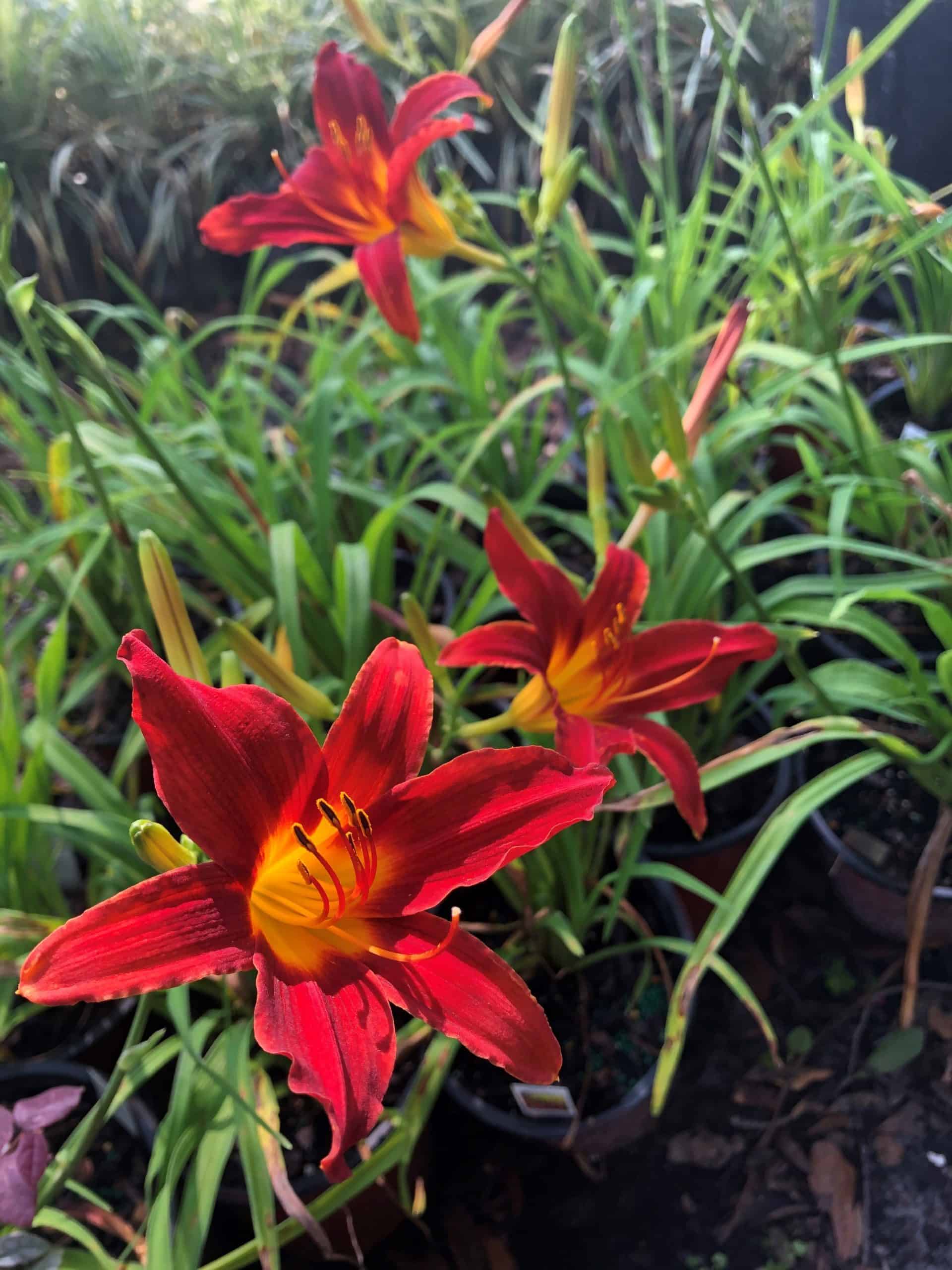 day lilies flower Daylily – Liberty Landscape Supply