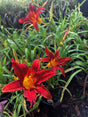 Daylily