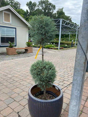 Topiary plant at nursery 