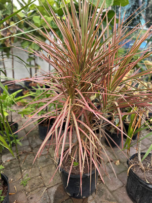 Dracaena Colorama