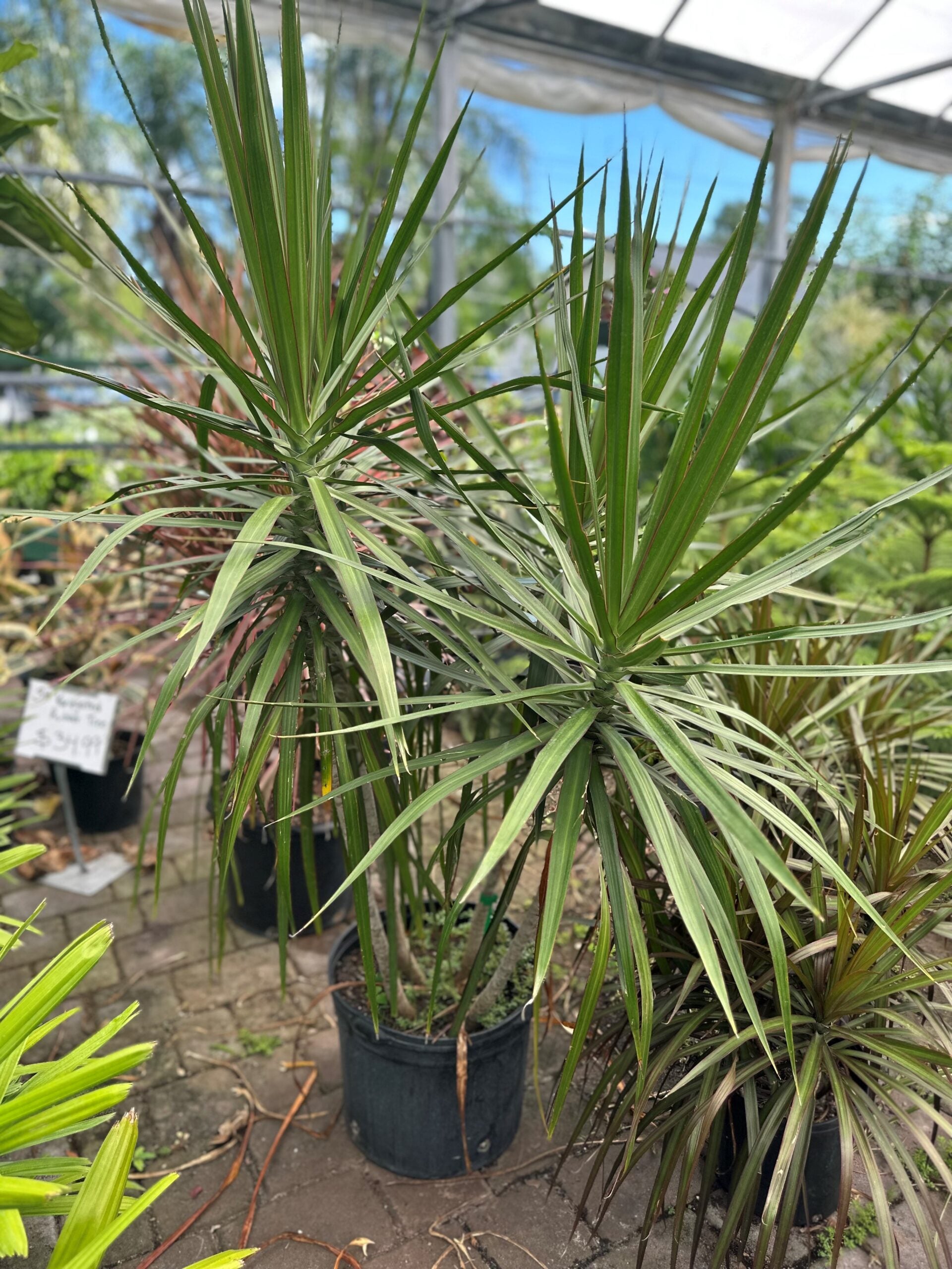 Dracaena – Liberty Landscape Supply