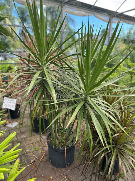 Dracaena Marginata