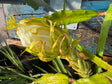 Dragon fruit plant with green and yellow fruit against a wooden background