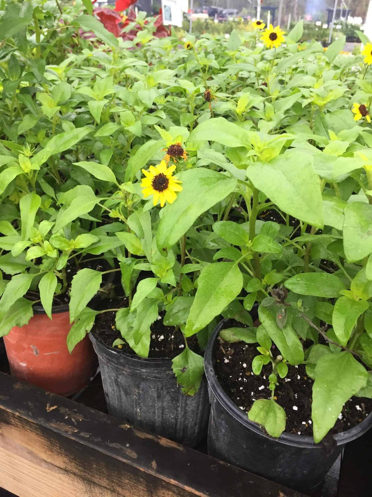 Dune Sunflowers