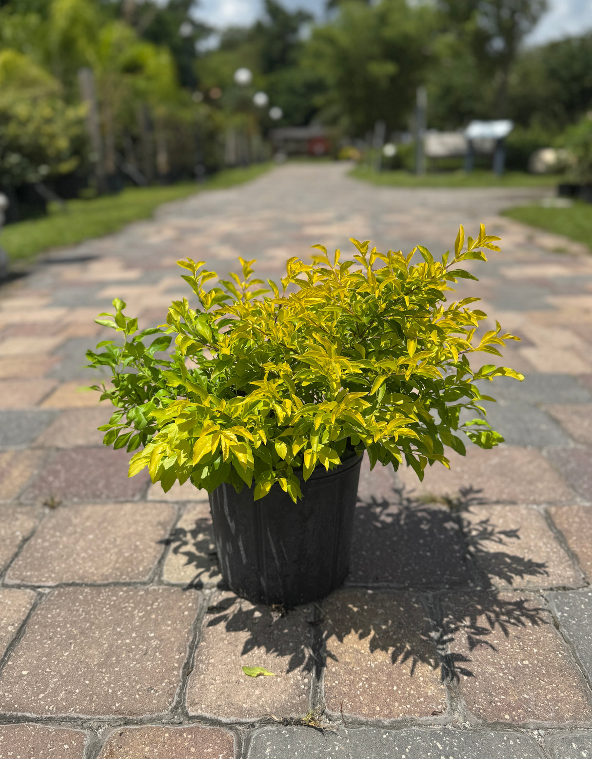 three-gallon Duranta at Liberty Landscape Supply