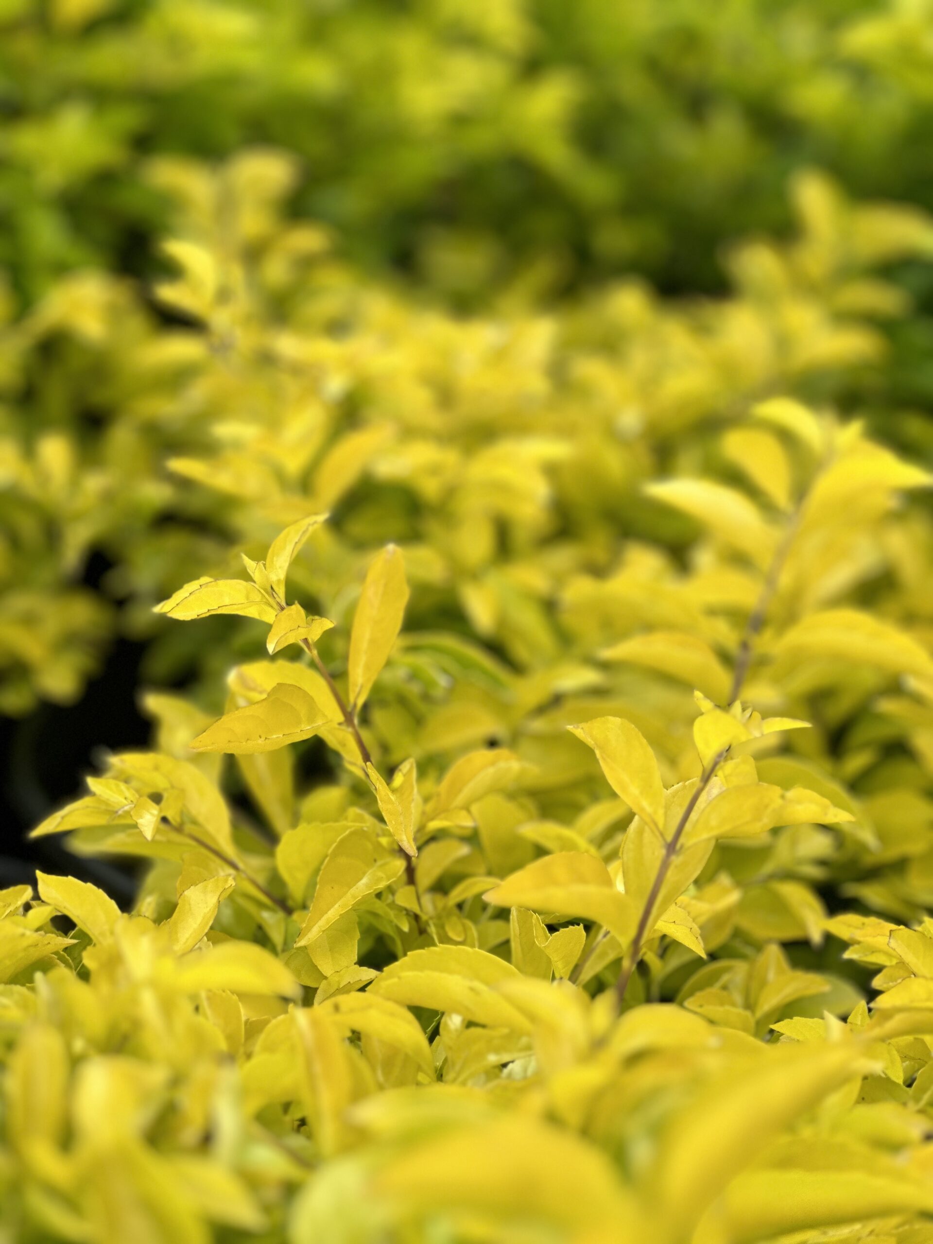 gold mound succulent Duranta – Liberty Landscape Supply