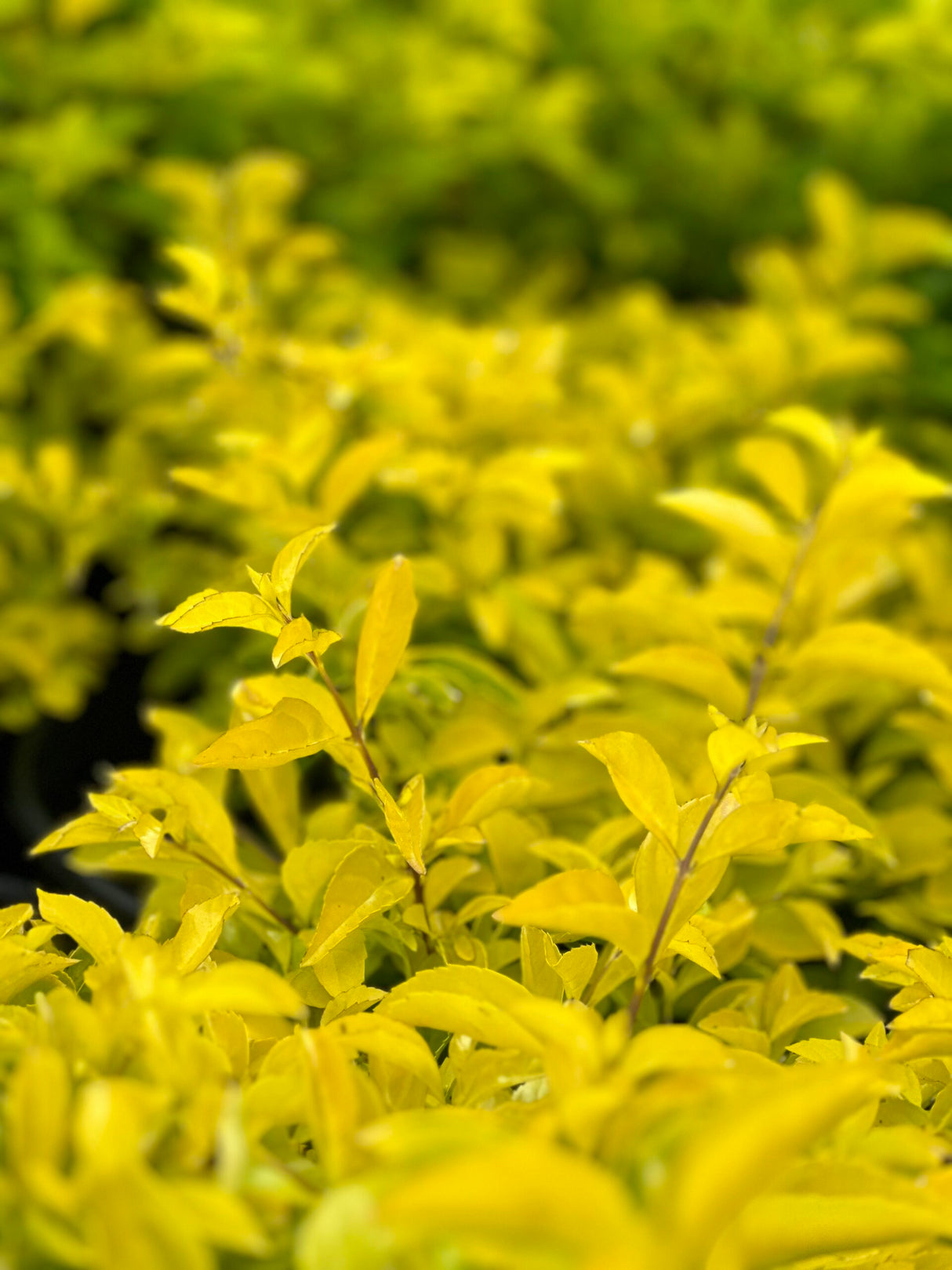 A close-up image of Duranta repens 'Gold Mound' showcasing its bright yellow-green foliage.