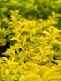 A close-up image of Duranta repens 'Gold Mound' showcasing its bright yellow-green foliage.