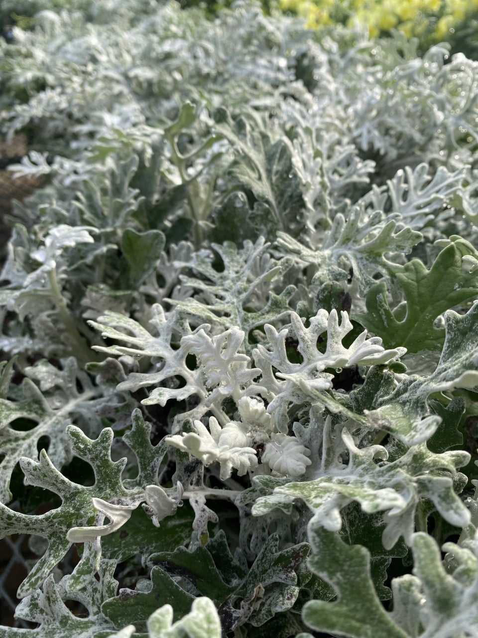 Dusty Miller