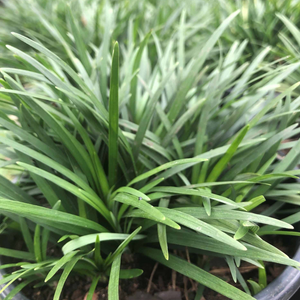 Dwarf Mondo Grass