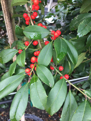 Eagleston Holly