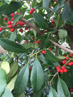 Eagleston Holly